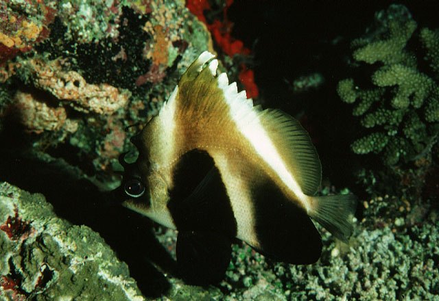 Heniochus pleurotaenia (Pesce farfalla bandiera fantasma)